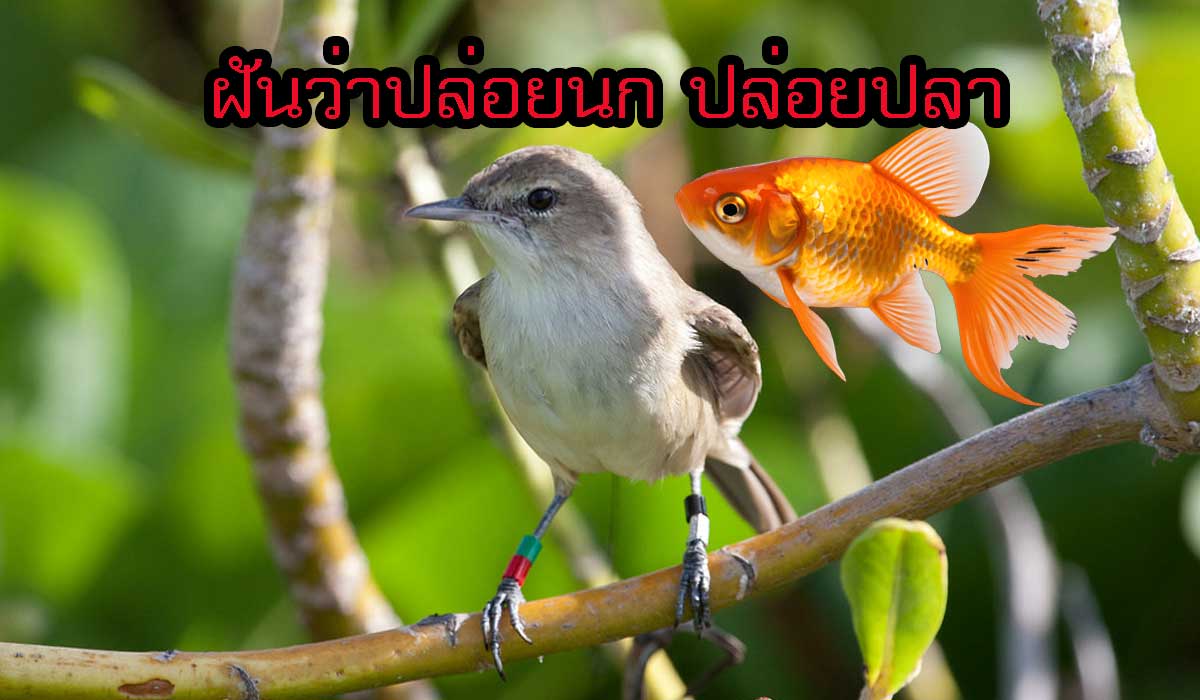 ฝันว่าปล่อยนก