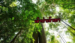 ผีเจ้าป่าเจ้าเขา ประวัติความเป็นมา พิธีเปิดป่า ของไหว้ ข้อห้ามในป่า